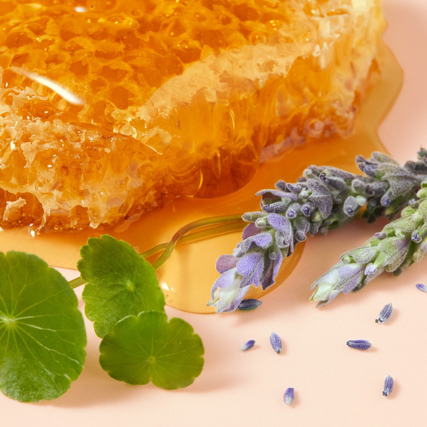 NUXE  Rêve de miel - CICA Crème Mains Riche 50 ML