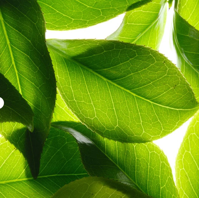 NUXE Gelée de Douche  Ressourçante Reve de thé 200 ml