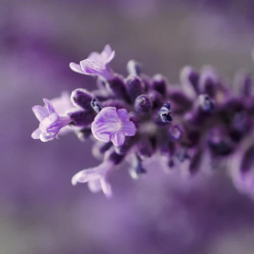 ENDRO Crème corps raffermissante Karité + Retinol-like + Actif breveté Glycogène 400 Ml